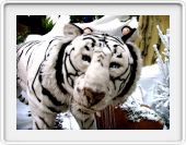 Tigre blanc.