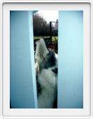 Husky.
