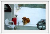 La mascotte.