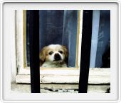Derrière le chien en reflet sur la vitre ...