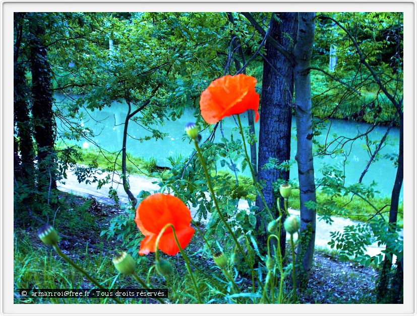 Coquelicots