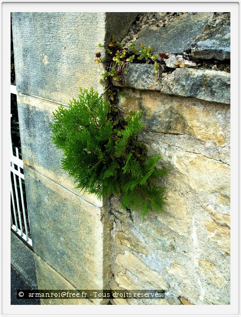 Jeune sapin.