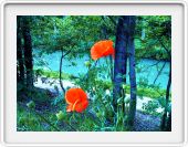 Coquelicots